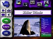 Killer Whale Screen